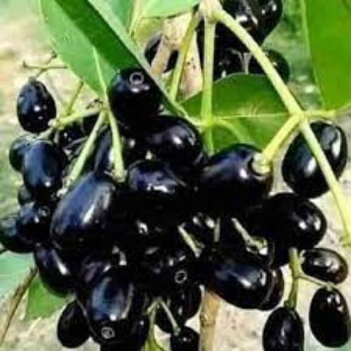 Black Jamun Fruit Plant Manufacturer & Supplier in India